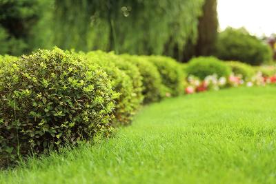 Gardening Services In Surrey soft landscaping